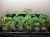 2009_0501clones0013.jpg