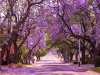 most-beautiful-trees-jacaranda.jpg