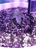 1949026_crop-king-seeds-white-widow-grow-journal-by-clstr8cropkingseedswhite-widow.jpg