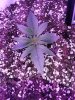 1949030_crop-king-seeds-white-widow-grow-journal-by-clstr8cropkingseedswhite-widow.jpg