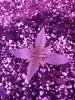 1949039_crop-king-seeds-white-widow-grow-journal-by-clstr8cropkingseedswhite-widow.jpg