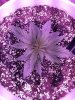 1955425_crop-king-seeds-white-widow-grow-journal-by-clstr8cropkingseedswhite-widow.jpg