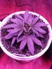 1974984_crop-king-seeds-white-widow-grow-journal-by-clstr8cropkingseedswhite-widow.jpg