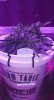 1989400_crop-king-seeds-white-widow-grow-journal-by-clstr8cropkingseedswhite-widow.jpg