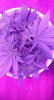 1989401_crop-king-seeds-white-widow-grow-journal-by-clstr8cropkingseedswhite-widow.jpg