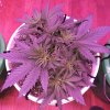 1993091_crop-king-seeds-white-widow-grow-journal-by-clstr8cropkingseedswhite-widow.jpg