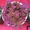 1997575_crop-king-seeds-white-widow-grow-journal-by-clstr8cropkingseedswhite-widow.jpg