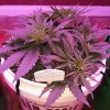 2005516_crop-king-seeds-white-widow-grow-journal-by-clstr8cropkingseedswhite-widow.jpg