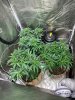 grow 4 4-5.jpg