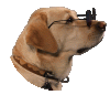 42673fd741b82b80-funniest-dog-sticker-by-originals-for-ios-android-giphy.gif