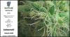 Sweet Seeds - Gorilla Girl - Plant C - Day  54 Flower - Pistils And Trichomes - 25-04-2020.jpg