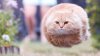 perfectly-timed-cat-photos-funny-cover.jpg