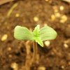 autofloer-seedling-close-up-1024x1014.jpg