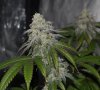 WeddingCakeF2xKushMints 11 #4 (2) - Copy.jpg