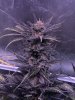 2080688_ilgm-og-kush-fem-grow-journal-by-treefarmercharlieilgmog-kush-fem.jpg