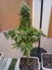 plant #1 (day 70-front).jpg