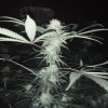 2226912_crop-king-seeds-white-widow-grow-journal-by-clstr8cropkingseedswhite-widow.jpg