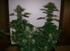 dirtmeds-albums-growop-09-picture60740-all-3-plants-49-days.jpg