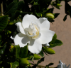 Gardenia 05-15-20.png