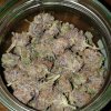 1935053_dwc-purple-punch-x-dosidosripper-seedspurple-punch-do-si-dos_xl.jpg