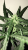 5C5AD0EC-D27F-4571-9447-DA8AF13F7B5D.png