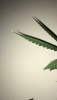 1FA008B0-E6F4-45A9-8420-480A4A476793.png
