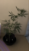 946BE971-A93D-4E3D-9623-4E792C73EFA3.png