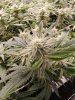 black rubble frosty terpless pheno.jpg