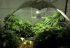 Cannabis_Garden_marijuana_weed_grow.jpg