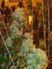 Cannabis_indica_small.jpg