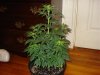 day 11 of flowering 020.jpg