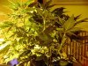 3rd Grow48 Days 007.jpg