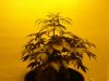 day 7 of flowering 010.jpg