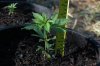 dopewear-albums-ghetto-veg-box-first-outdoor-grow-picture61126-dsc-3046.jpg