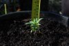 dopewear-albums-ghetto-veg-box-first-outdoor-grow-picture61143-dsc-3049.jpg