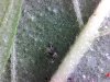 spider mites.jpg