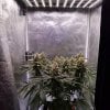 1947667_dinafem-early-amnesia-cbd-grow-journal-by-mumenryderdinafemearly-amnesia-cbd_m.jpg