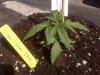 Super Lemon Haze (Greenhouse Seed Co.) Week 3 May 2009.jpg