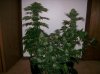 dirtmeds-albums-growop-09-picture61893-all-plants-56-days.jpg