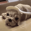 funny-dog-ice-cream.gif