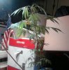 Plant 2.jpg