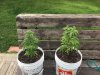 Cannabis Grow      Outdoor 2020        Left= Auto Kush   Right=Northlights (1).jpg