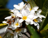 Plumeria_08-06-20.png