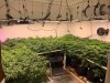 36 plants grows well under #SF2000LED in a 10X10 room.jpg