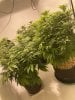 clone left, mother right, plant in original pics in back.jpg