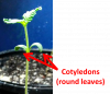 cotyledons4_orig.png