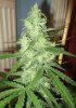 Pineapple C99 pheno bud close up - day 43 flower.jpg