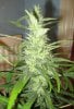 SSH x C99 pheno, cola close up - day 43 flower.jpg