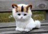 271177-Unusual-Adorable-Cat.jpg