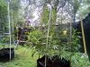 Outdoor Grow August 29 2020 Update (26).jpg